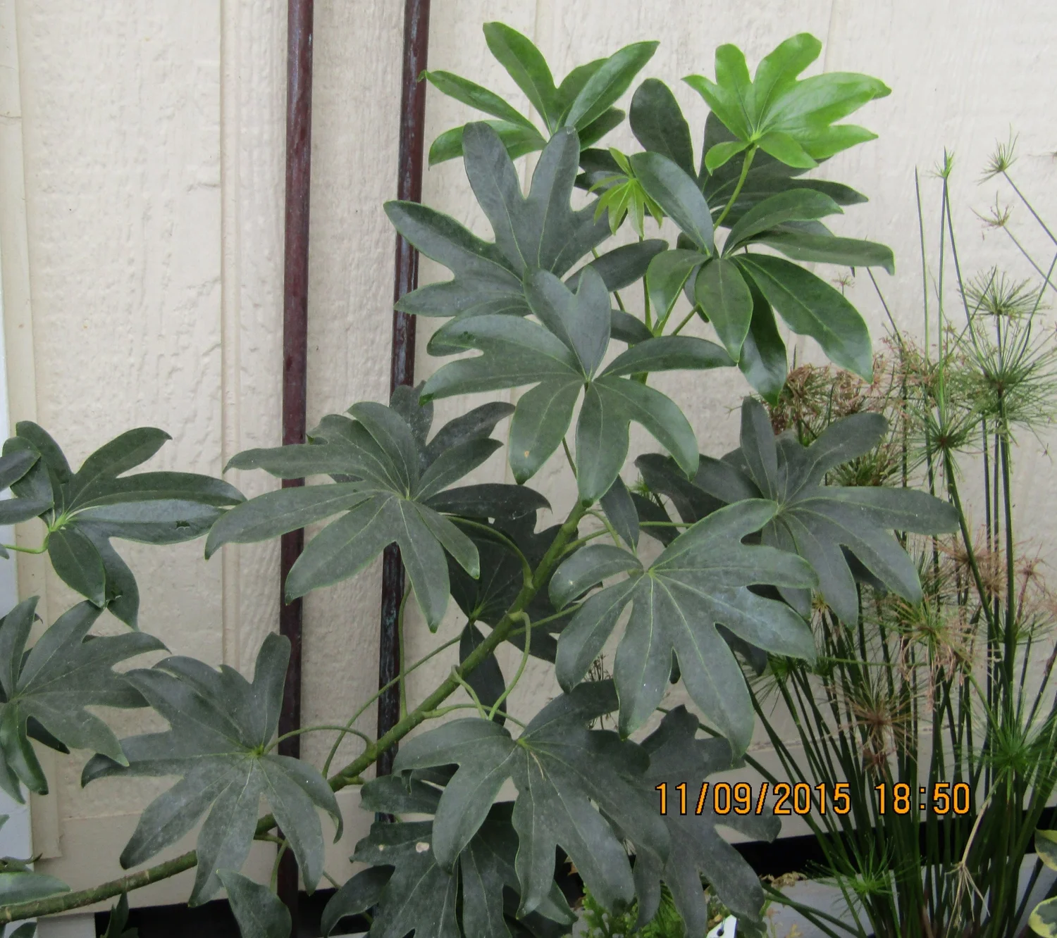 Schefflera arboricola 'Mapleleaf' — Vintage Green Farms with Tom